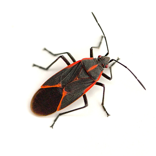 Eastern-boxelder-bug